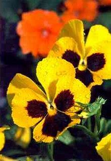 photo I took of my pansies