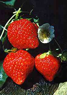 Photo I took of my strawberries in my garden,