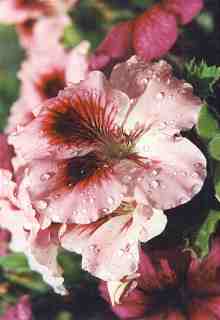 Photo of my Martha Washington flowers.