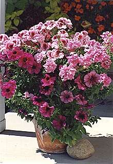 Vase at our front door.