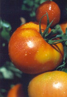 Photo I took of our tomatoes.