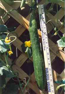 My 16 inch long cucumbers growing up the fence.