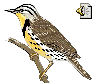 I'LL SING FOR YOU-MEADOWLARK STATE BIRD.