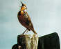 ND state bird photo - the Meadowlark. (picture from the ND State homepage http://www.state.nd.us/ )