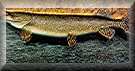 ND state fish  picture from http://www.state.nd.us/
