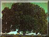 THE ELM TREE IS ND STATE TREE.  (from the ND State homepage http://www.state.nd.us/)